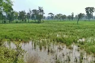 Crop loss in Raigarh