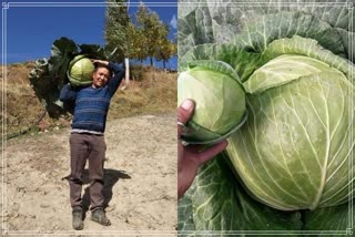 Himchal farmer grows organic cabbage weighing 17.2 Kg