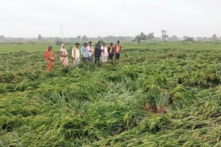 Rain effect Paddy crop destruction in Surapur taluk