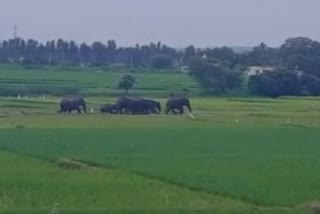 wild elephants attacks in mandya