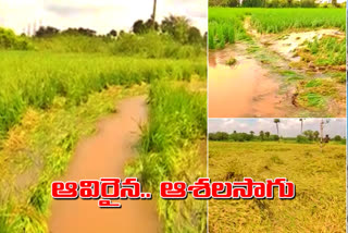 Heavy crop loss in nalgonda district due to heavy rain