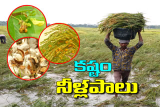 Crop damage with heavy rains In Mahabubnagar district