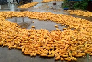 rain destroyed maize crop in Chikkodi