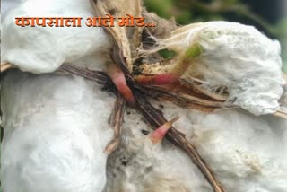 damage-cotton-crop-in-nanaded