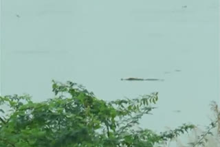 crocodiles threat in flooded villlage