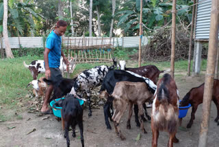 Nalbari goat farmer