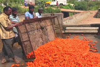 கேரட் விளைச்சல்