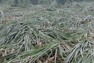 Rain effect Sugarcane crop destruction in Gadag district