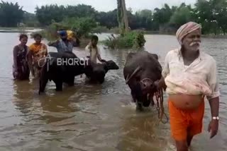 rain effects: flood fear in bagalakote