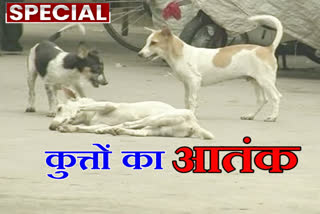 Stray dogs panic in rajgarh