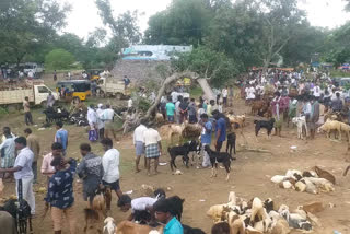 livestock sold more at timiram market