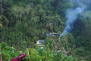 ഇടുക്കി  Idukki  Elephant ruined cultivation in tribe area of Plamoodu  ആദിവാസി മേഖല  പ്ലാമലക്കുടി  കാട്ടാന ശല്യം  കൃഷിനാശം  കാട്ടാന ശല്യം രൂക്ഷം  wild elephant  Plamalakkudi  Adimali  idukki  wild elephant destroy cultivation