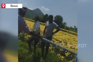 viral video of land fight between two brothers in salem