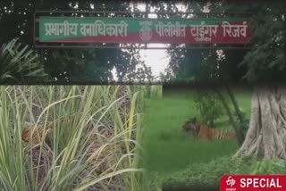 पीलीभीत टाइगर रिजर्व सैलानियों को देगा 'स्टे होम' की सुविधा.