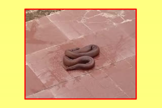 two headed snake at Vijayawada Punnami Ghat krishna district