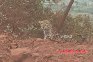 Leopard in the campus of Hampi Kannada University