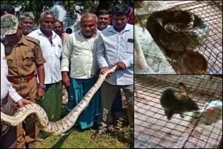 25 feet Python killed 5 rabbit at Nalgonda district