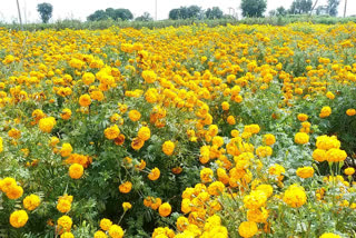 Marigold flowers