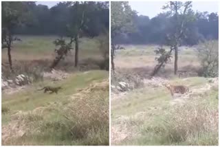 Tigress Sapphire seen with three cubs