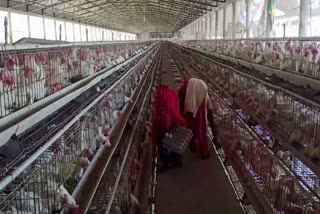 the condition of poultry farm farmers in corona epidemic is very bad in rohtak