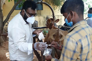 Foot-mouth disease for cows
