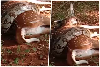 python deer