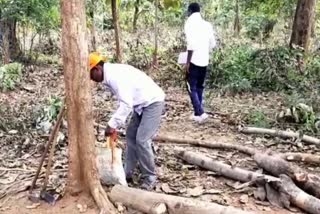 villagers-doing-illegal-felling-of-trees