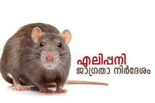 rat fever control campaign in Idukki  rat fever in idukki  ഇടുക്കി വാര്‍ത്തകള്‍  ഇടുക്കിയില്‍ എലിപ്പനി വാര്‍ത്തകള്‍