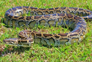 python-died-at-devipatnam-east-godavari