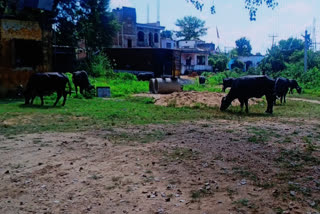 Large number of cattle recovered in Palamu