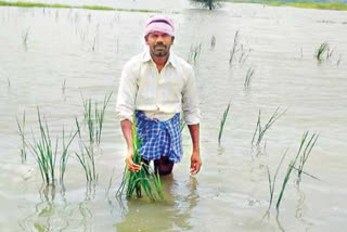 4lakhs-farmers-losses-crops-in-telangana