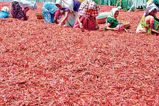 mirchi crop export hurdles in india