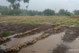 crops destroyed In Athani