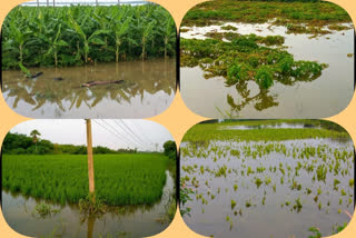 crops submerged