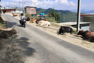 cow shed in Seri panchayat