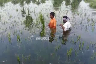 crops washed away from krishna river water in raichur