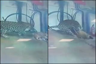 leopard-attack-a-dog-in-karwar