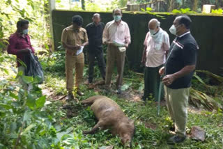 wild boar was shot and killed  wild boar  mukkam  മുക്കം  കാട്ടുപന്നി  കാട്ടുപന്നിയെ വെടിവെച്ചു കൊന്നു  കോഴിക്കോട്