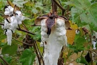 cotton crop damage due to heavy rain in amravati district
