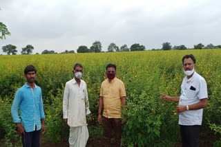 disease for bark crop in koppal