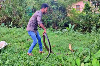 king-cobra-capture-in-udupi-hebri