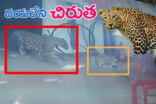 Leopard attack on dog
