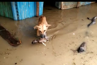 a-dog-that-rescued-puppies-in-vijayapura