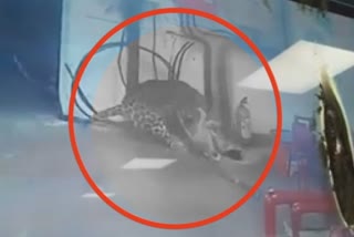 Watch: Leopard Tried to Attack on Dog, Took away Dog's