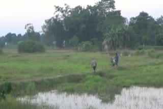 On the day of Kati Bihu, the farmers of Titabar were disappointed to see Paddy Field