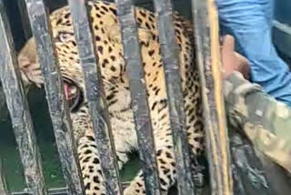 Leopards seized