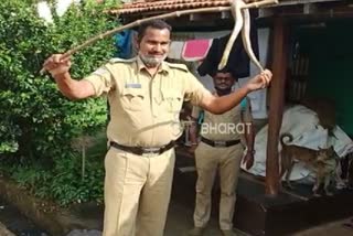 The police constable caught the cobra and left it in a safe place