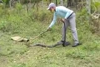 Fifteen feet long King cobra has been captured at Chikkamagaluru in Karnataka