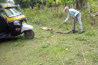 King cobra has been captured in Chikkamagaluru