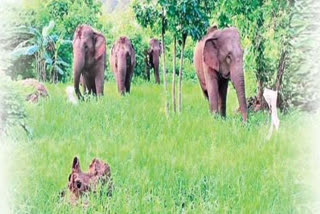 elephants wandering in srikakulam district agency areas